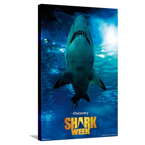 Shark Week - Smile Canvas Wall Poster, 22.375" x 34"