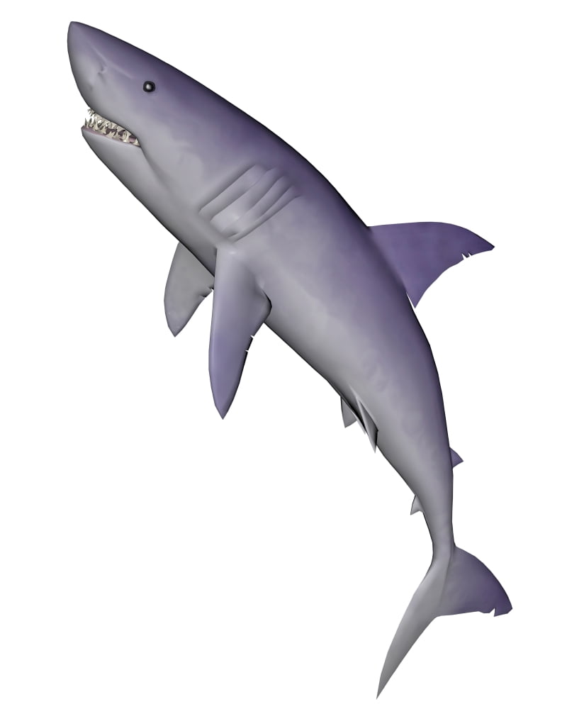 Shark illustration white background Canvas Art - Elena DuvernayStocktrek Images (13 x 16)