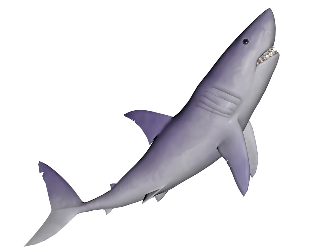 Shark illustration white background Canvas Art - Elena DuvernayStocktrek Images (32 x 26)