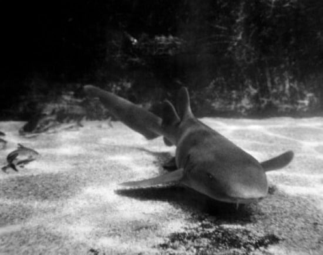Shark swimming underwater Canvas Art - (24 x 36)