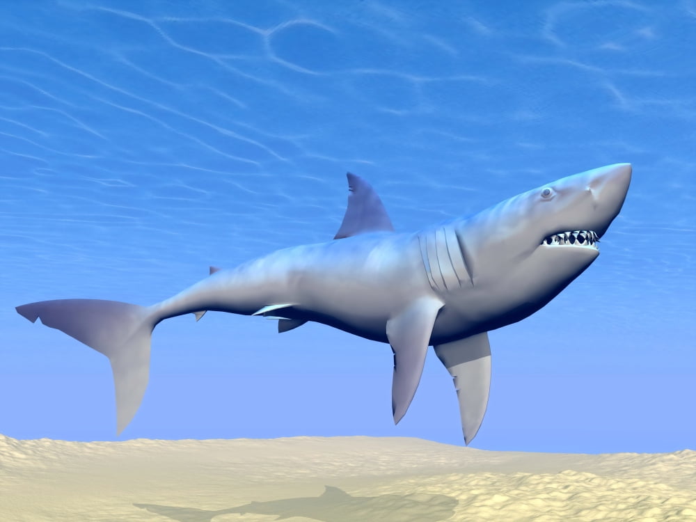 Shark swimming underwater with reflections of the sun Canvas Art - Elena DuvernayStocktrek Images (33 x 25)