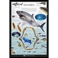thumbnail image 1 of Sharks - Dorling Kindersley Laminated & Framed Poster (24 x 36), 1 of 1