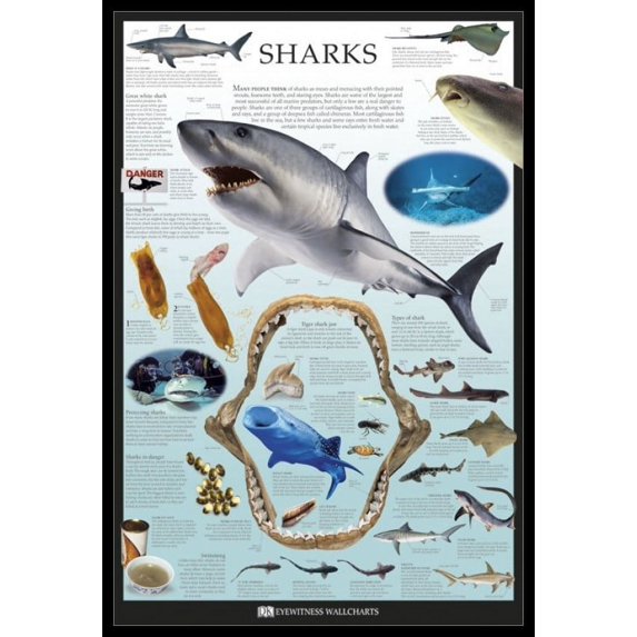 Sharks - Dorling Kindersley Laminated & Framed Poster (24 x 36)