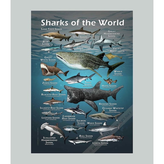 Sharks Of The World Poster Print, Unframed Paper Poster 24x36in
