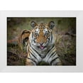 thumbnail image 1 of Sharma, Abhinav 32x24 White Modern Wood Framed Museum Art Print Titled - Cheeky Tiger, 1 of 4