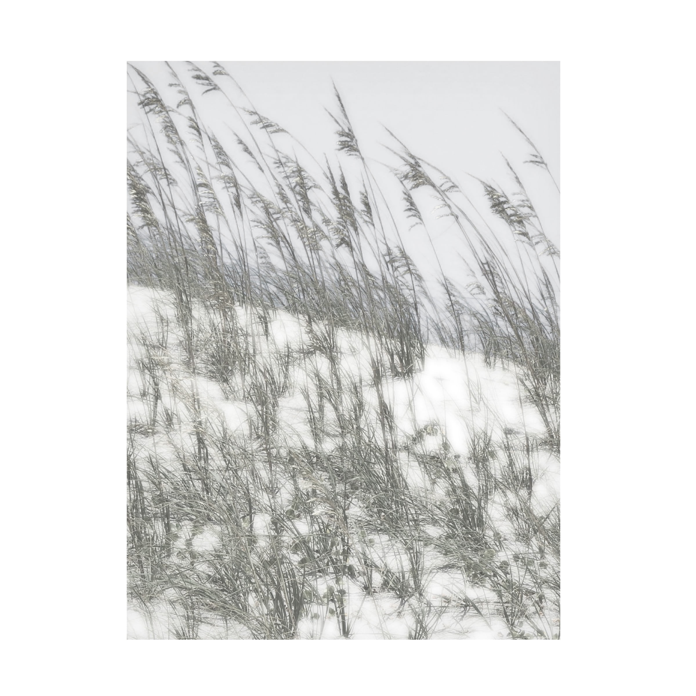 Sharon Chandler 'Lush Dunes III' Canvas Art