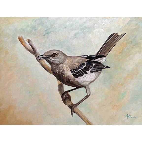Sharp Eyed Mockingbird Poster Print - Angeles M. Pomata (36 x 24)