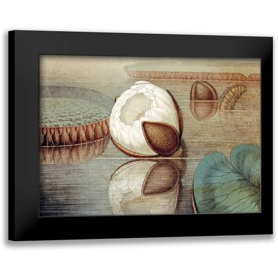 Sharp, William 14x11 Black Modern Framed Museum Art Print Titled - The Great Water Lily of America