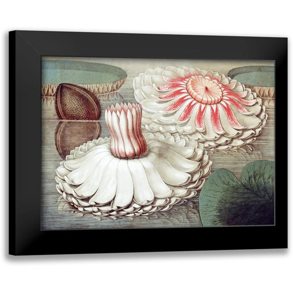 Sharp, William 14x11 Black Modern Framed Museum Art Print Titled - Victoria Regia