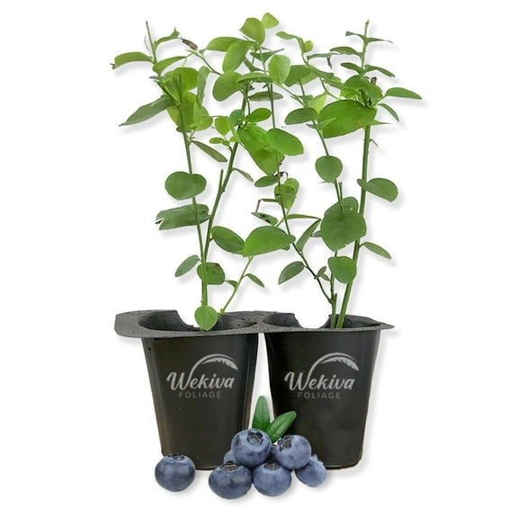 Sharpe Blue Blueberry Plant - 2 Live Starter Plants - Vaccinium - Edible Fruit Bearing Bush for The Patio and Garden