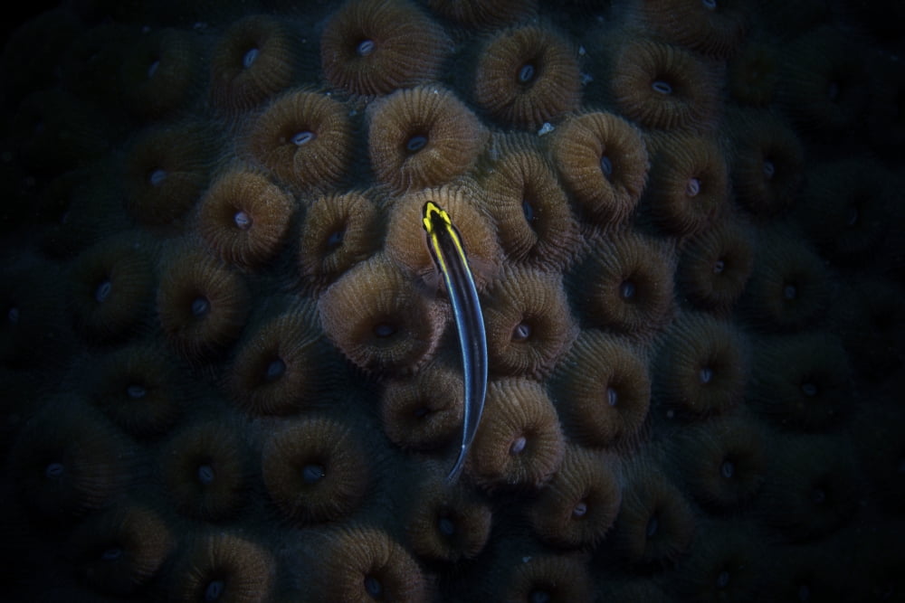 Sharpnose Goby sits on some hard coral Canvas Art - Terry MooreStocktrek Images (18 x 12)