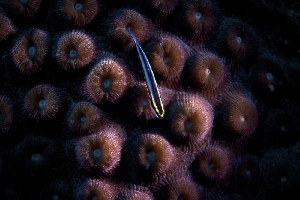 Sharpnose Goby sits on some hard coral Canvas Art - Terry MooreStocktrek Images (35 x 23)