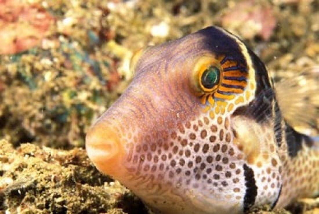 Sharpnose Puffer Indonesia Canvas Art - Stuart Westmorland DanitaDelimont (36 x 24)