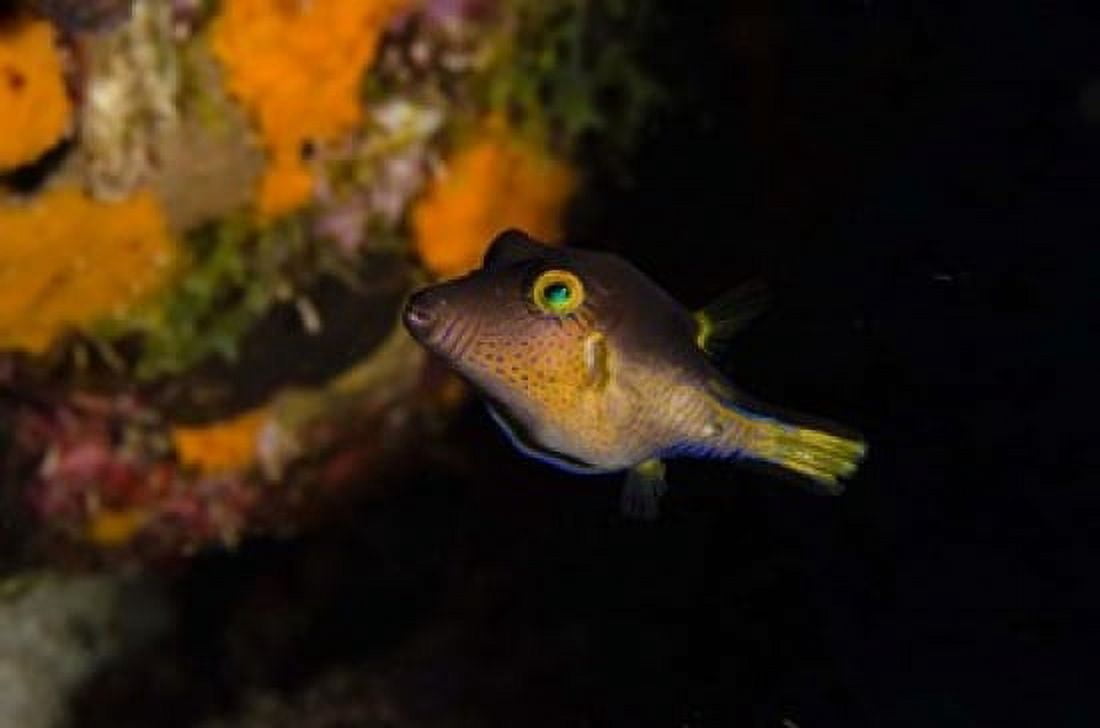 Sharpnose Puffer fish Bonaire Netherlands Antilles Canvas Art - Pete Oxford DanitaDelimont (18 x 12)