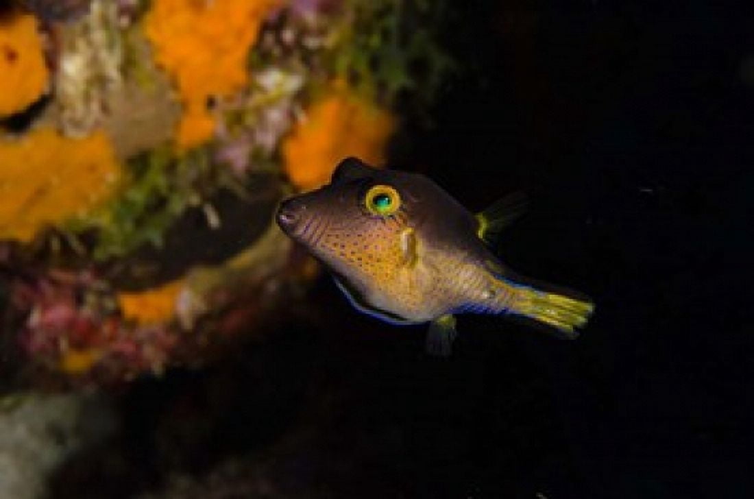 Sharpnose Puffer fish Bonaire Netherlands Antilles Canvas Art - Pete Oxford DanitaDelimont (36 x 24)