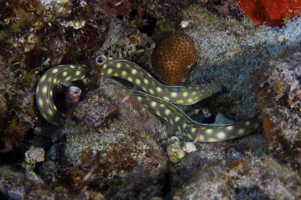 Sharptaiil Eel searchs the reef for food Canvas Art - Terry MooreStocktrek Images (35 x 23)