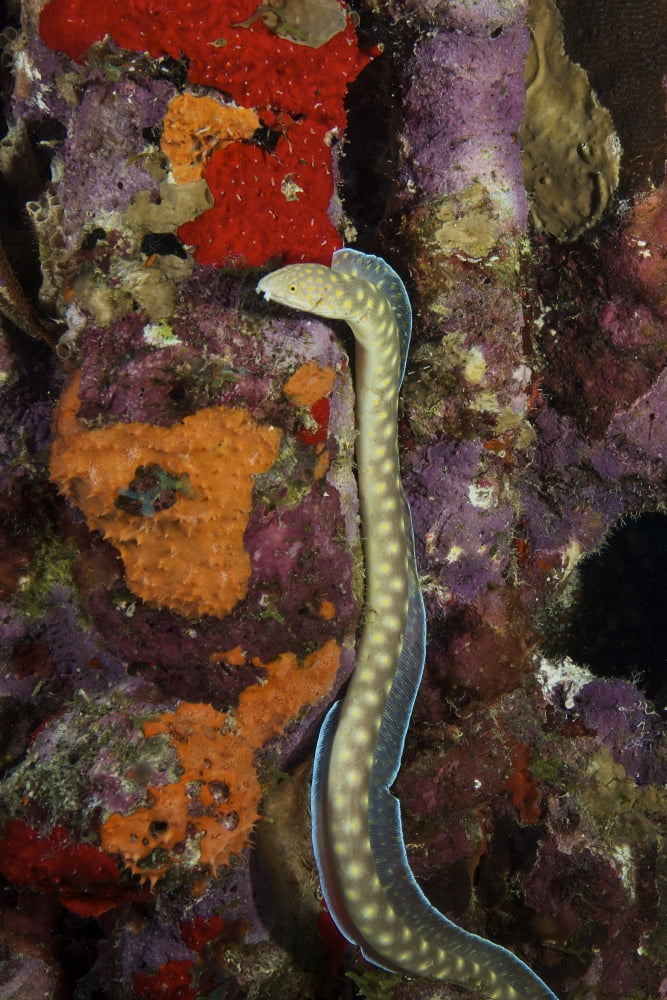 Sharptail Eel searching for food Canvas Art - Terry MooreStocktrek Images (12 x 18)