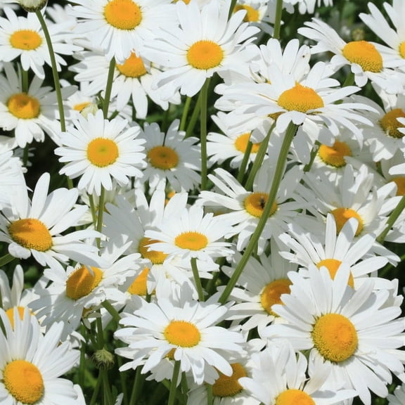Shasta Daisy, 200 Seeds, Seed Grows into Beautiful Bright White/Yellow Flowers