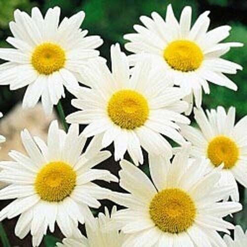 Seed Kingdom 1,000 Shasta Daisy Flower Seeds, Perennial