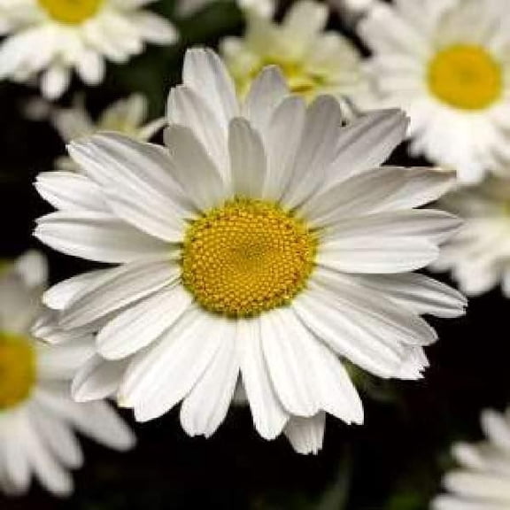 Shasta Daisy Becky Starter Plant - White Perennial, Full Sun, USDA Zones 5-9, 1-inch Plug