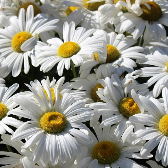Shasta Daisy Flower Seeds - Alaska Variety - 4 Oz Seed Pouch - White Blooms, Yellow Centers - Perennial Daisies - Flower Gardening