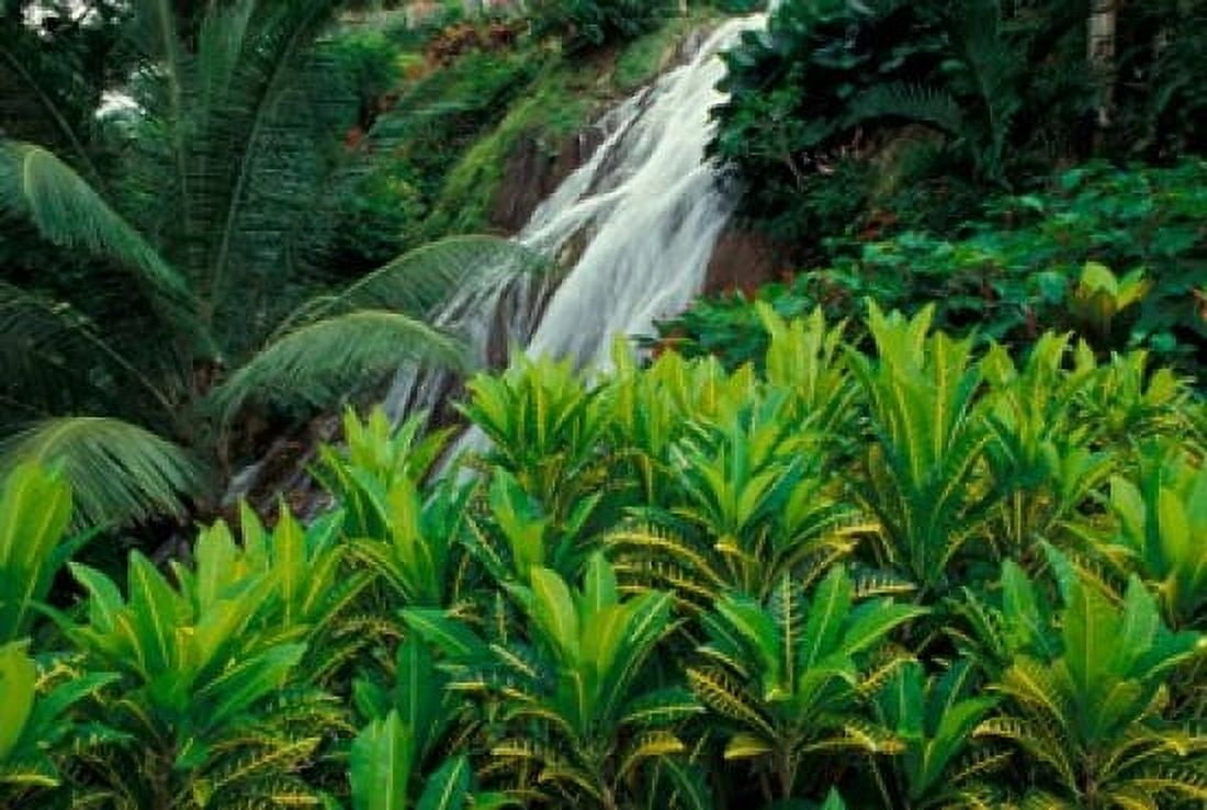 Shaw Park Gardens Jamaica Caribbean Canvas Art - Robin Hill DanitaDelimont (27 x 18)