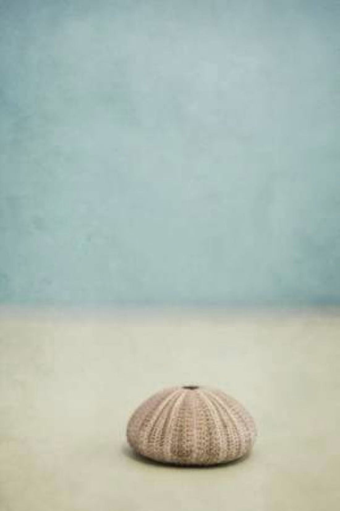 She Sells Seashells I Canvas Art - Roberta Murray (24 x 36)