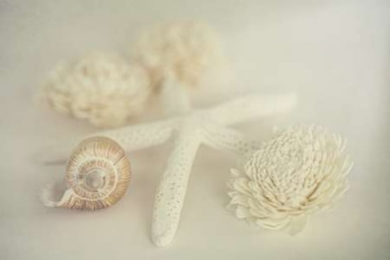 She Sells Seashells III Canvas Art - Roberta Murray (12 x 18)