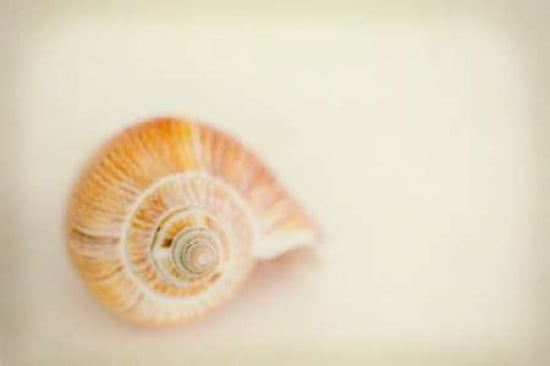 She Sells Seashells IV Canvas Art - Roberta Murray (24 x 36)