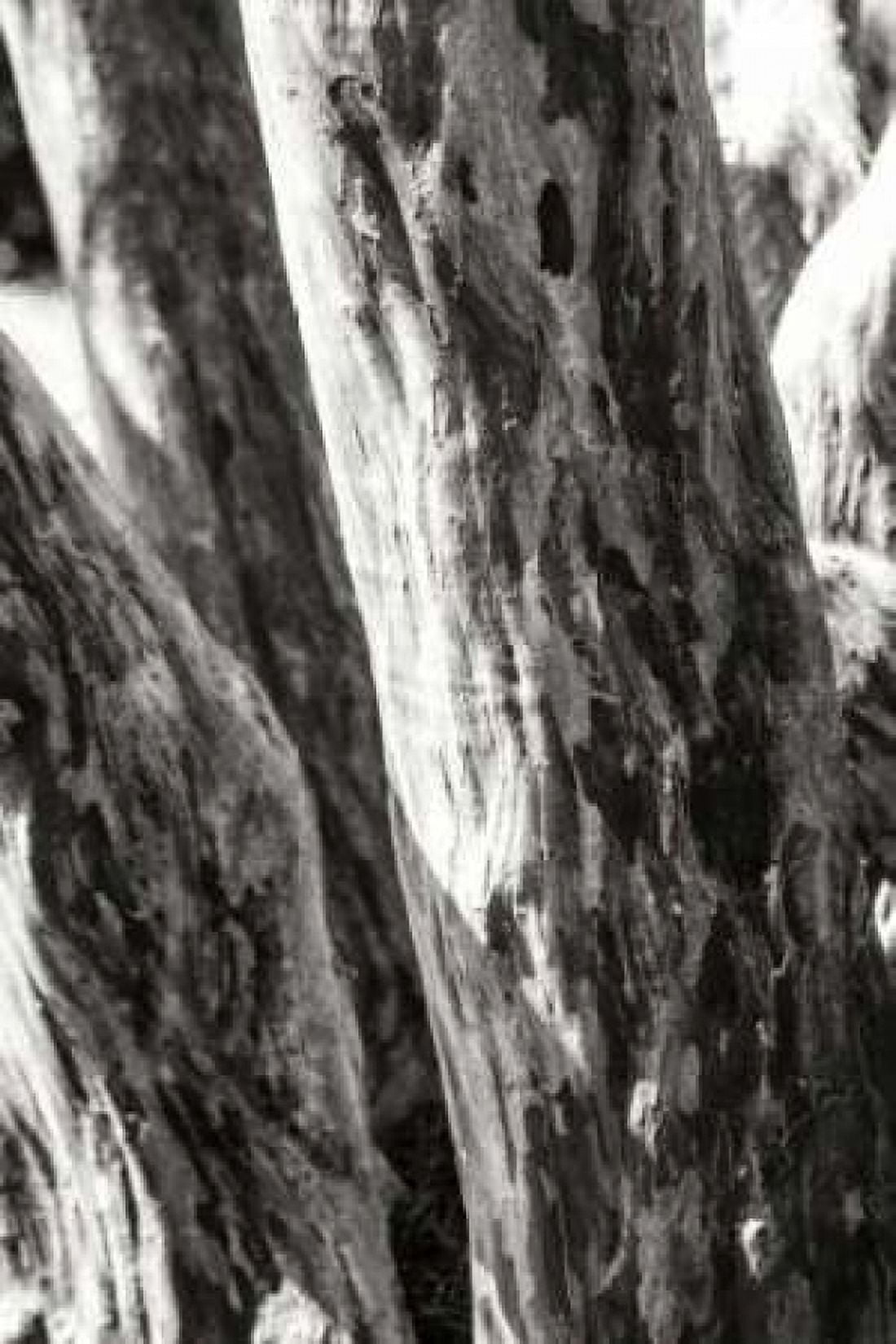 Shedded Bark II Canvas Art - Alan Hausenflock (20 x 28)