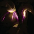 thumbnail image 1 of Shedir - Before The Last Light Is Blown - Vinyl, 1 of 1