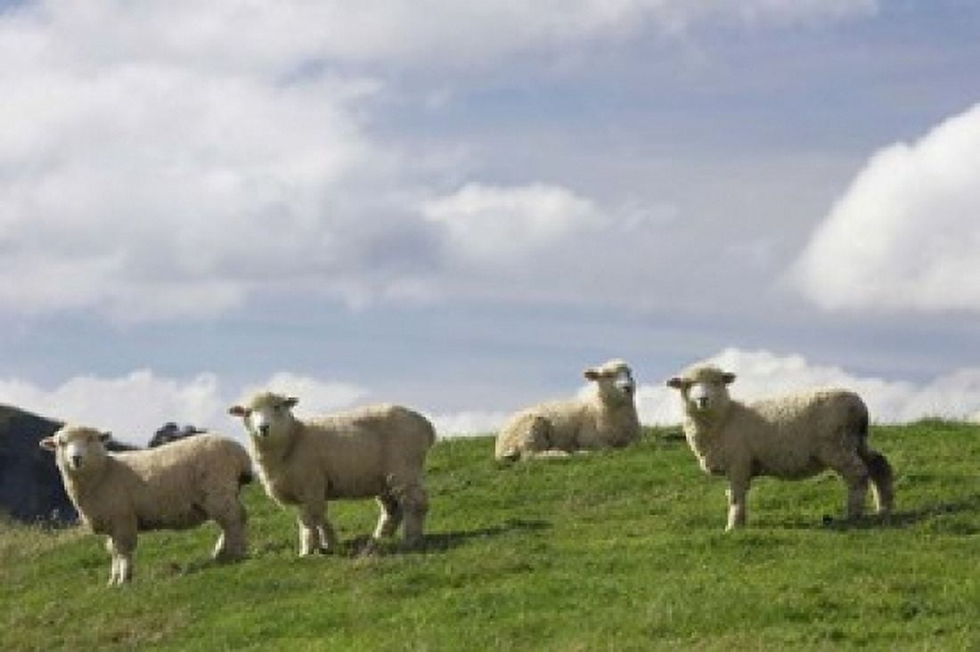 Sheep And Farmland Rangitikei District Central North Island New Zealand Canvas Art - David Wall DanitaDelimont (17 x 11)