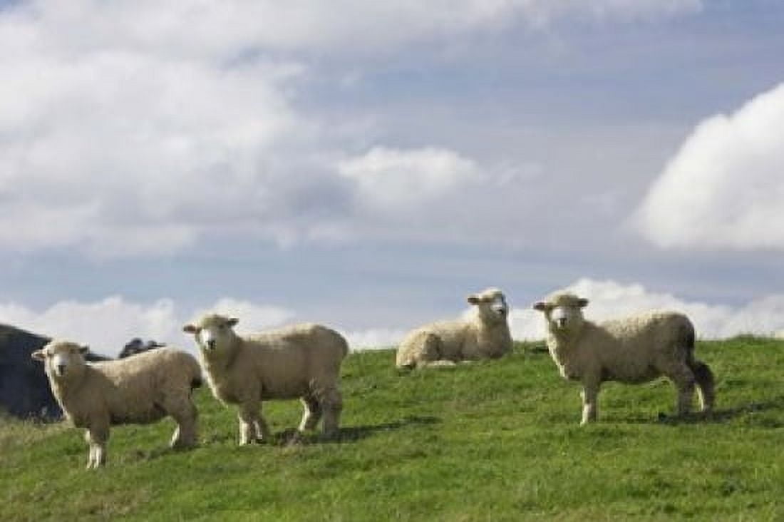 Sheep And Farmland Rangitikei District Central North Island New Zealand Canvas Art - David Wall DanitaDelimont (34 x 23)