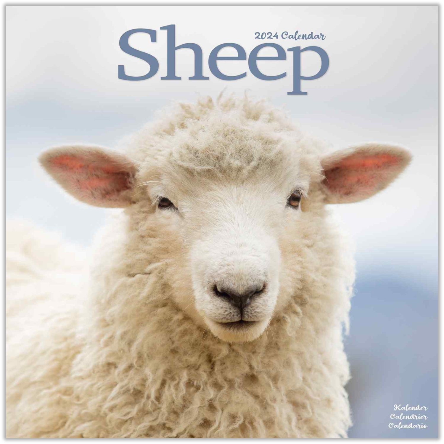 Sheep Calendar 2024 Sheep Premium Wall Calendar 2024