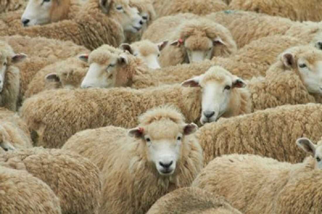 Sheep Catlins South Otago South Island New Zealand Canvas Art - David Wall DanitaDelimont (26 x 18)