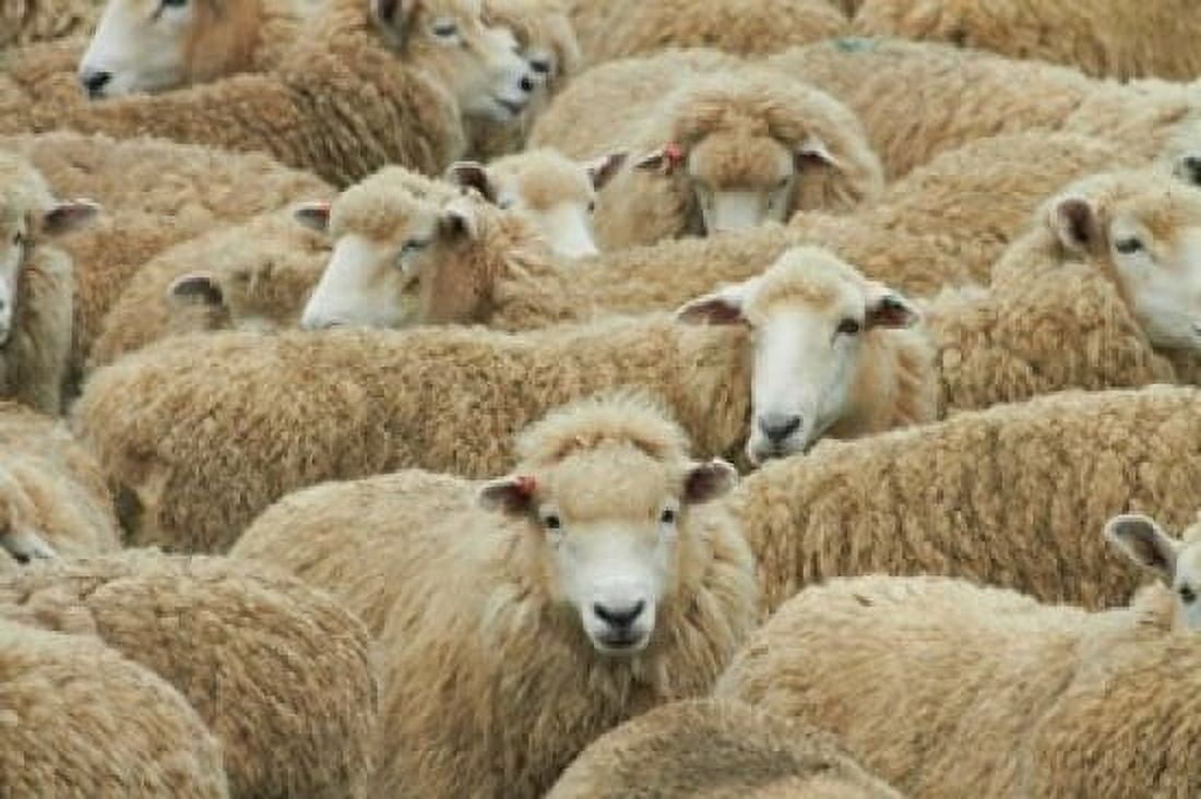 Sheep Catlins South Otago South Island New Zealand Canvas Art - David Wall DanitaDelimont (36 x 24)
