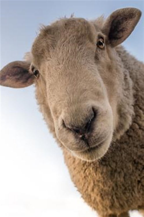 Sheep: Domestic Sheep Are Quadrupedal, Ruminant Mammals Typically Kept ...