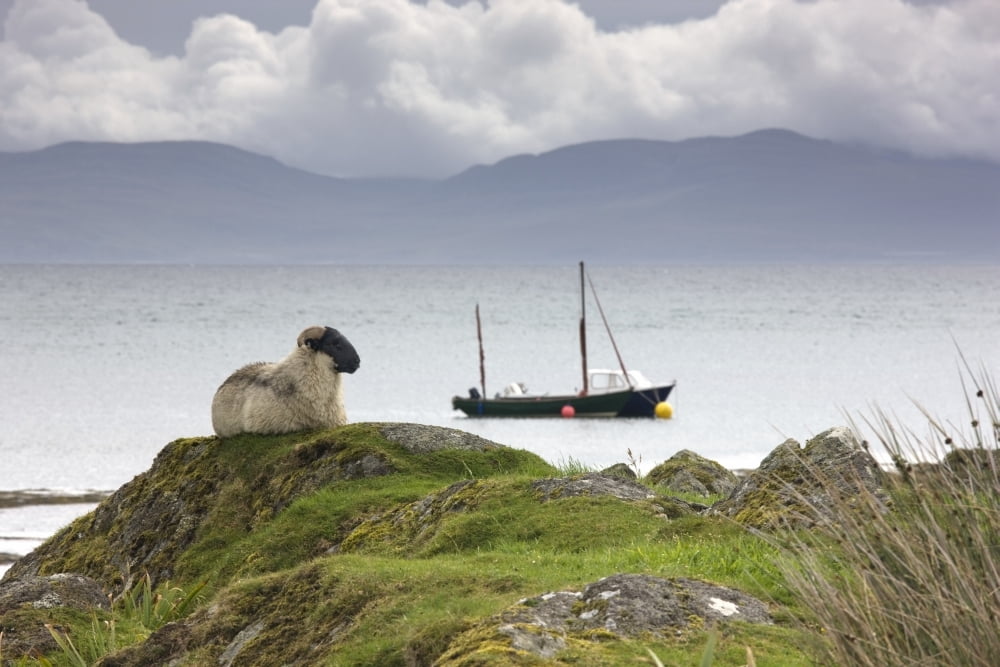 Sheep Enjoying The View Scotland Canvas Art - John Short Design Pics (19 x 12)