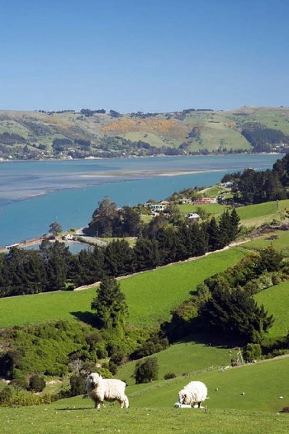 Sheep Farm animals Sawyers Bay So Island New Zealand Canvas Art - David Wall DanitaDelimont (24 x 35)