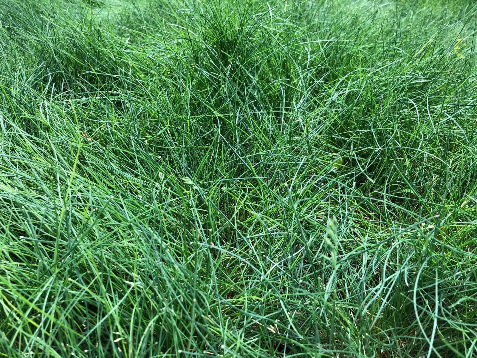 Nature's Seed Sheep Fescue Grass Seed - 5 Lb