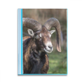 thumbnail image 1 of Sheep Forestry Science Nature Book Sheet Protectors Portfolio Binder Folder, 1 of 3