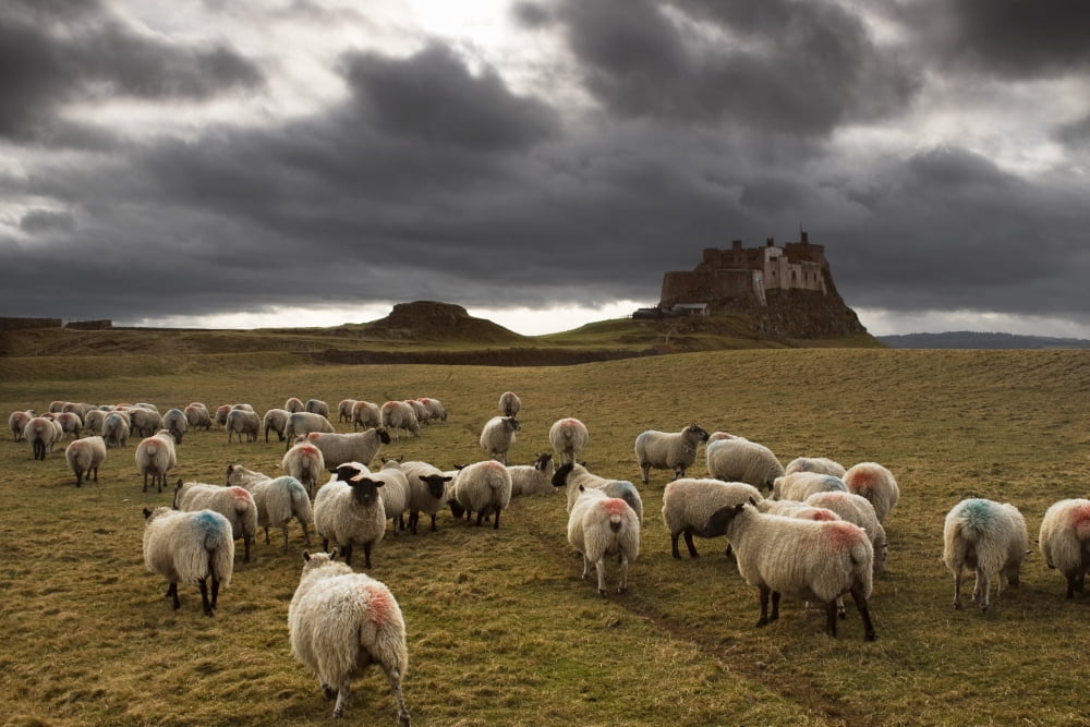 Sheep Grazing By Lindisfarne Castle Holy Island Berwick-Upon-Tweed Northumberland England Eu Canvas Art - John Short Design Pics (17 x 11)
