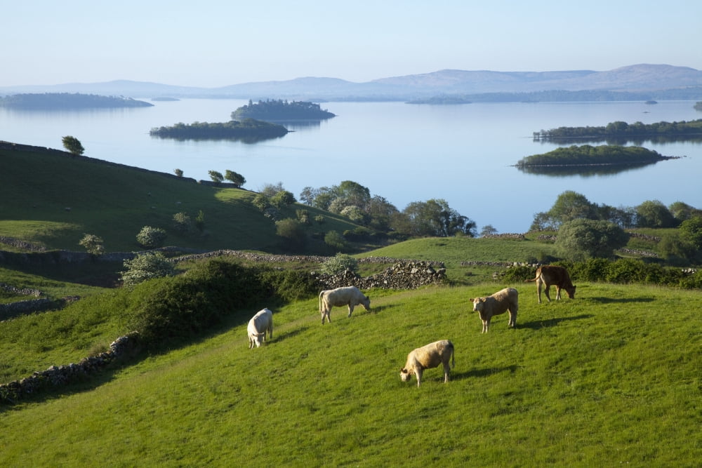Sheep Grazing By Lough Corrib Cong County Mayo Ireland Canvas Art - Peter Zoeller Design Pics (19 x 12)