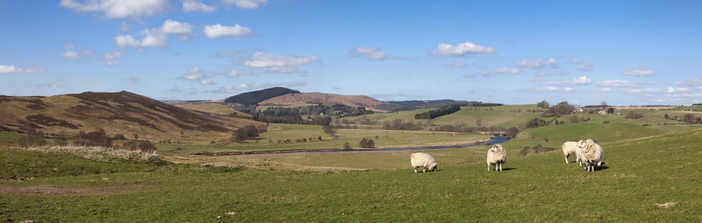 Sheep Grazing In A Field Rothbury Northumberland England Canvas Art - John Short Design Pics (38 x 12)