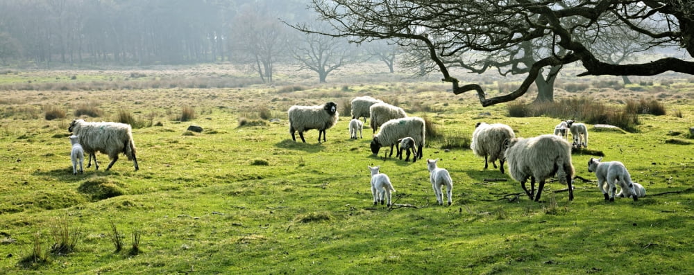 Sheep Grazing In A Pasture Derbyshire England Canvas Art - John Doornkamp Design Pics (24 x 9)