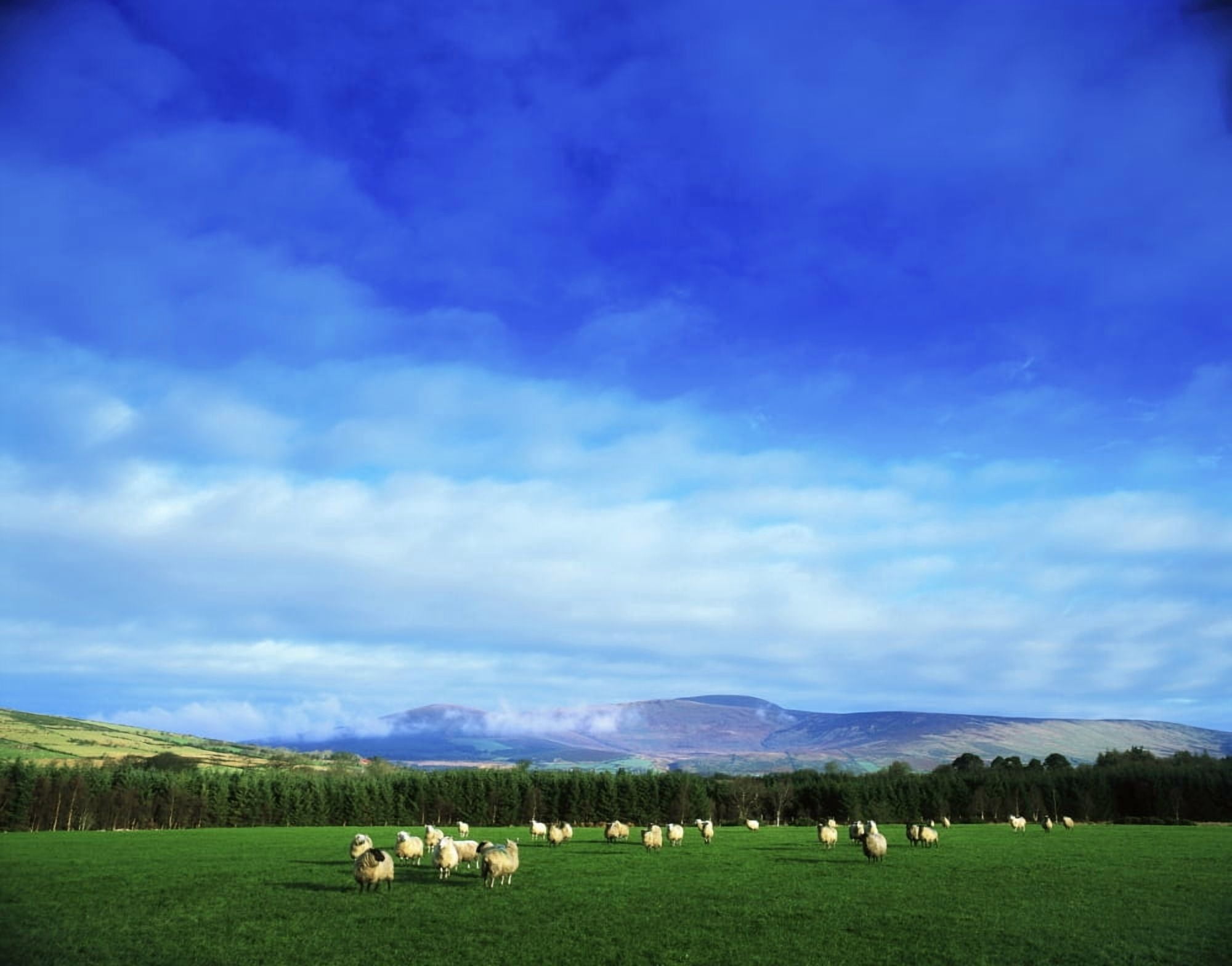 Sheep Grazing In Field County Wicklow Ireland Canvas Art - The Irish Image Collection Design Pics (17 x 13)