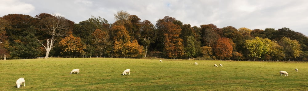 Sheep Grazing In Meadow Northumberland England Canvas Art - John Short Design Pics (44 x 13)