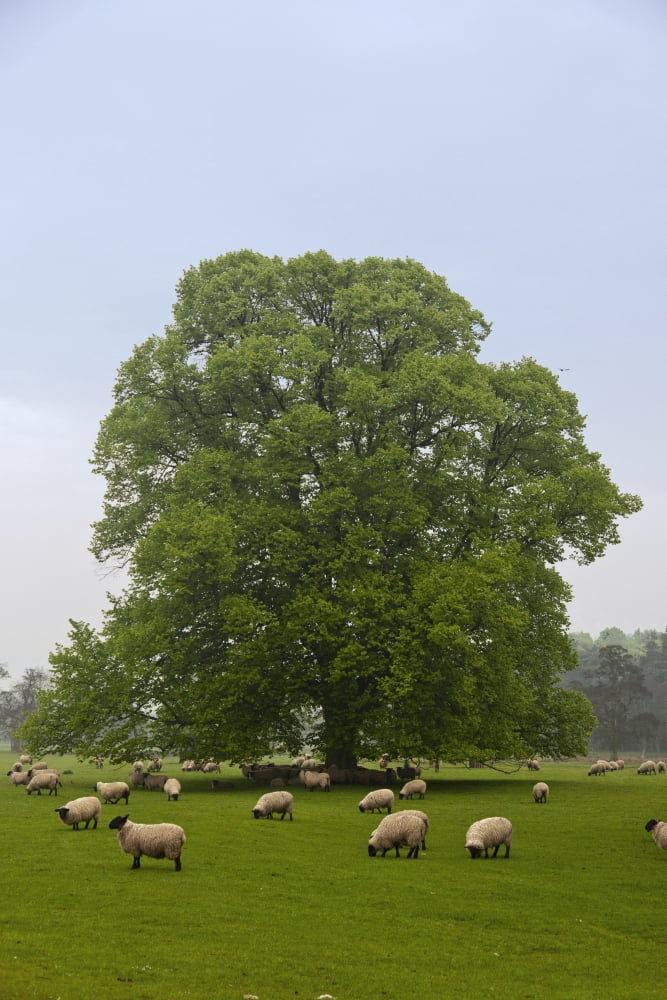 Sheep Grazing On The Grass Northumberland England Canvas Art - John Short Design Pics (12 x 19)