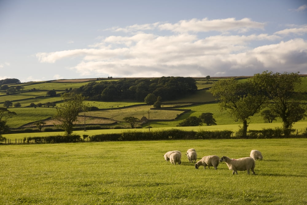 Sheep In A Field Yorkshire England Canvas Art - John Short Design Pics (18 x 12)