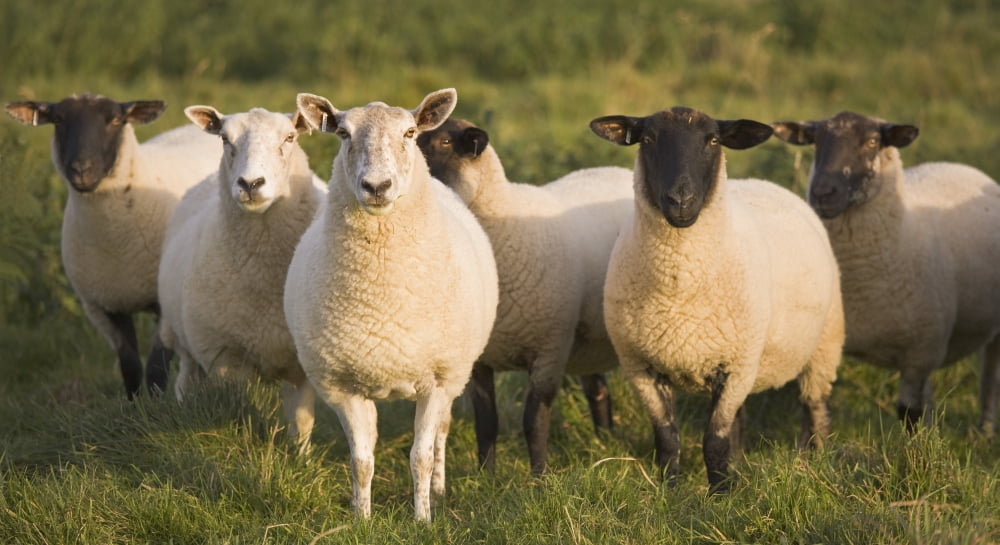 Sheep In A Pasture Yorkshire England Canvas Art - Lizzie Shepherd Design Pics (42 x 22)